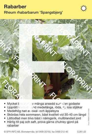 Rabarber Spangsbjerg