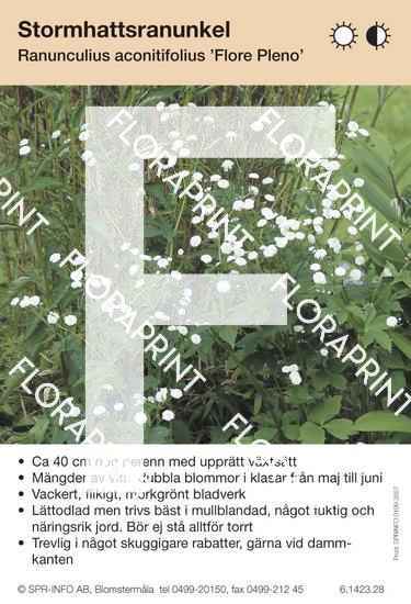 Ranunculus aconitifolius Flore Pleno