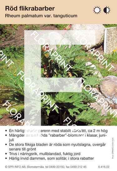 Rheum palmatum tanguticum
