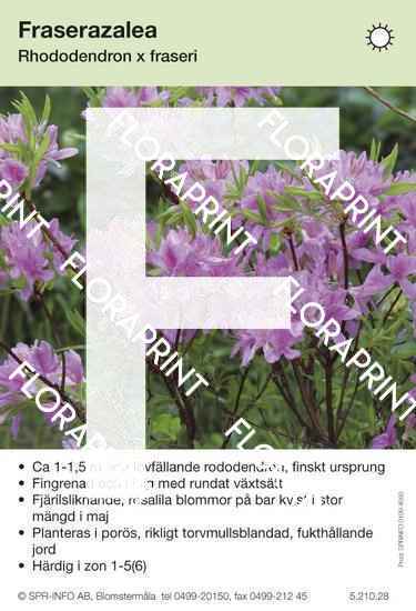 Rhododendron fraseri
