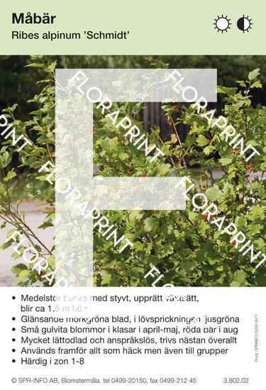 Ribes alpinum Schmidt, buske