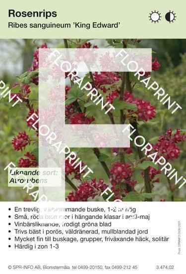 ribes_sanguineum_king_edward_vii_sorter Ribes sanguineum King Edward VII (sorter:)