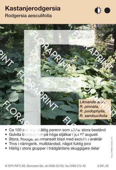 Rodgersia aesculifolia (sorter:)