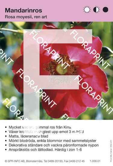 Rosa moyesii, rena arten