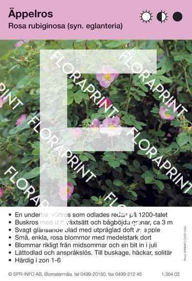 Rosa rubiginosa ( fd eglanteria)