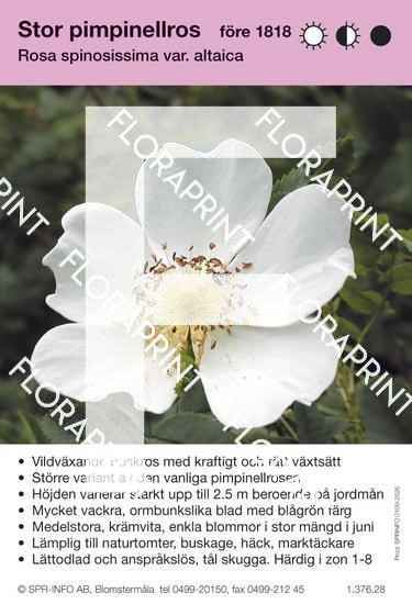 Rosa spinosissima v. altaica