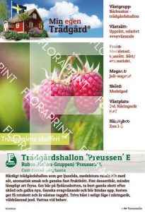 Rubus (Hallon-Grp) Preussen E (M.e.t.)