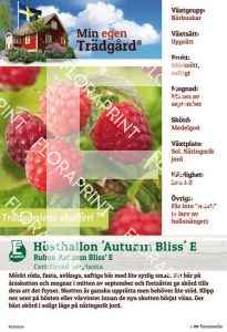 Rubus (Hösthallon-Grp) Autumn Bliss E (M.e.t.)