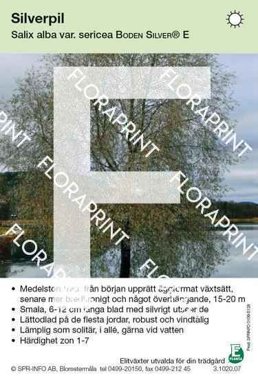 Salix alba v sericea Boden Silver E