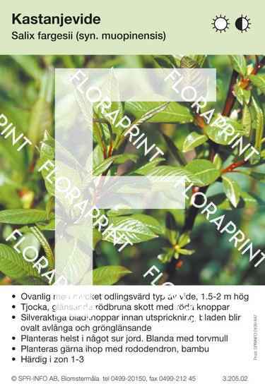 Salix fargesii (moupinensis)