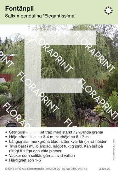 Salix pendulina Elegantissima
