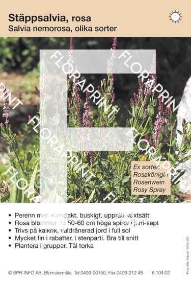 Salvia nemorosa, allm rosa (sorter:)