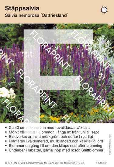 Salvia nemorosa Ostfriesland