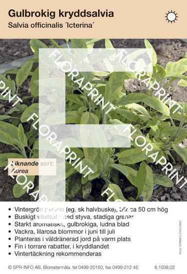 Salvia officinalis Icterina (liknande sort:)