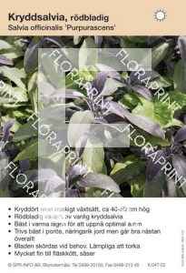 Salvia officinalis Purpurascens