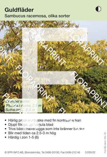 sambucus_racemosa_gulbladig_sorter Sambucus racemosa gulbladig (sorter:)