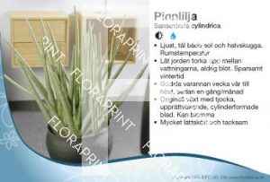 Sansevieria cylindrica