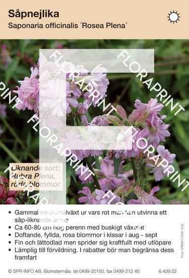 saponaria_officinalis_rosea_plena_likn_sort Saponaria officinalis Rosea Plena (likn sort:)