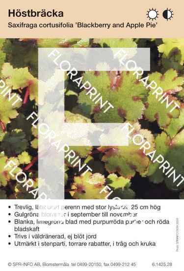 Saxifraga cortusifolia Blackberry and Applepie