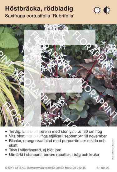 Saxifraga cortusifolia Rubrifolia
