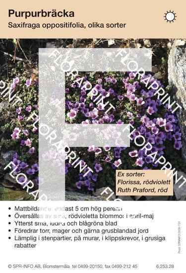 saxifraga_oppositifolia_sorter Saxifraga oppositifolia (sorter:)