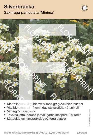 Saxifraga paniculata Minima