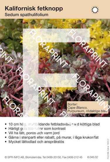 Sedum spathulifolium (sorter:)