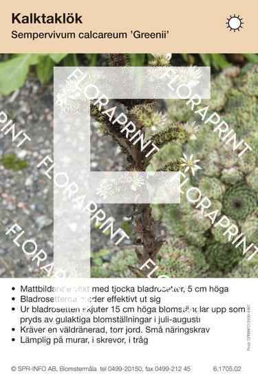 Sempervivum calcareum Greenii