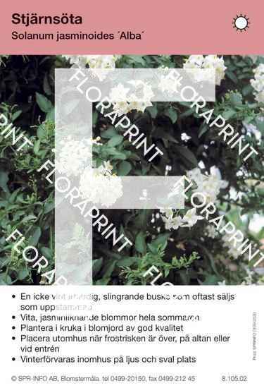 Solanum jasminoides Alba