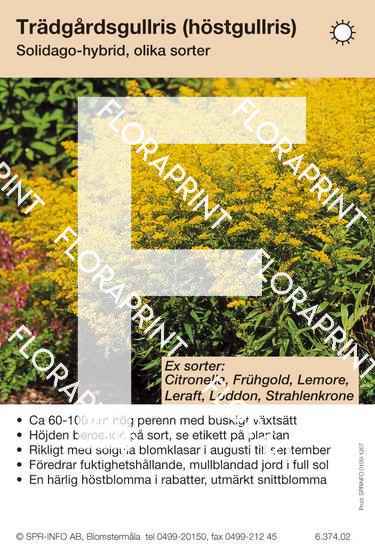 Blomkort 1206-1270.indd Solidago allmän (sorter:)