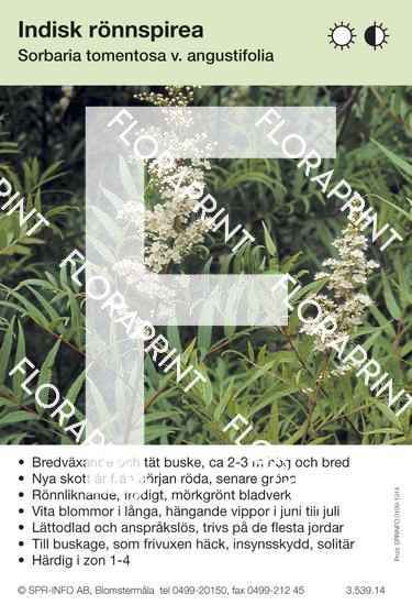 Sorbaria tomentosa v. angustifolia