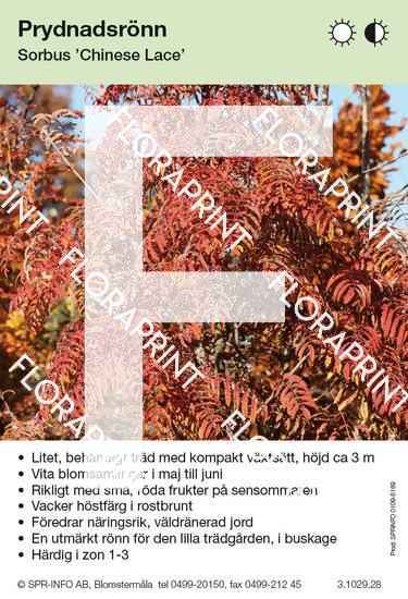 Sorbus Chinese Lace