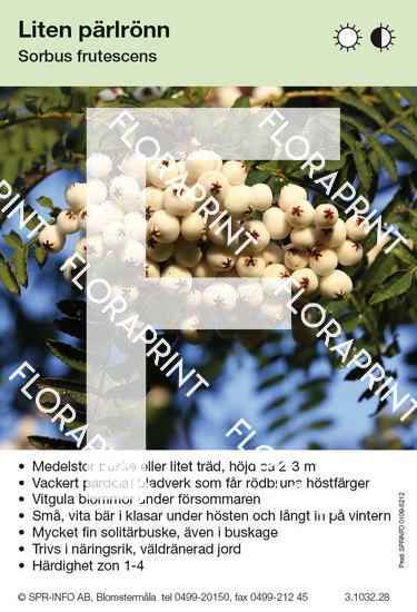 Sorbus frutescens