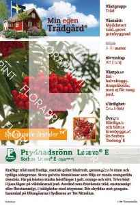 Sorbus LEGEND E (M.e.t.)