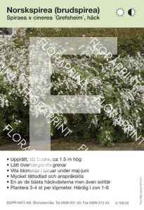 Spiraea cinerea Grefsheim