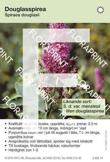 spiraea_douglasii_sorter Spiraea douglasii (sorter)