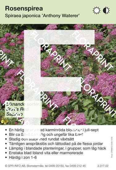 spiraea_japonica_anthony_waterer_sorter Spiraea japonica Anthony Waterer (sorter:)
