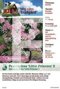 Spiraea japonica Little Princess E (M.e.t.)