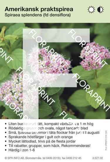 Spiraea splendens (fd densiflora)