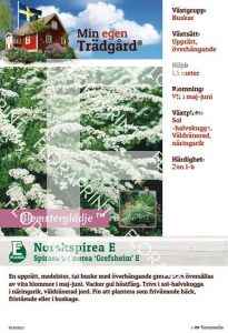 Spiraea x cinerea Grefsheim E (M.e.t.)