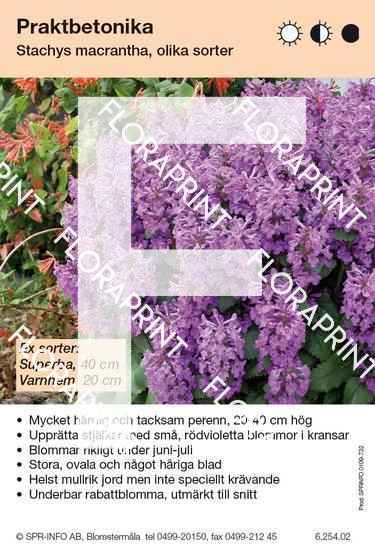 Stachys macrantha (fd grandiflora) (sorter:)