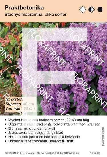 stachys_macrantha_fd_grandiflora_sorter Stachys macrantha (fd grandiflora) (sorter:)