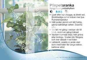Syngonium podophyllum