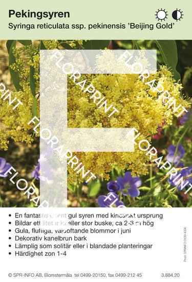 Syringa reticulata ssp pekinensis Beijing Gold