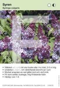 Syringa vulgaris