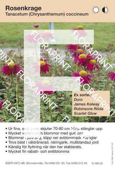 Blomkort s 535-606 (QX).indd Tanacetum coccineum röd (sorter:)