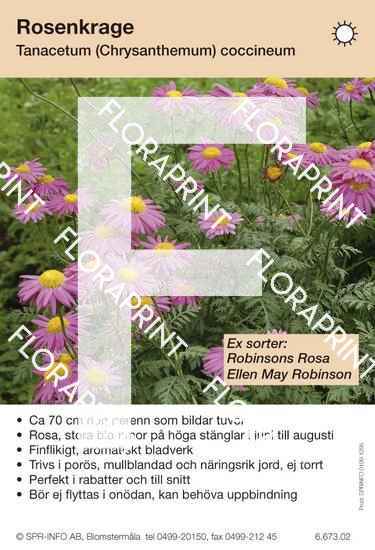 tanacetum_coccineum_rosa_sorter Tanacetum coccineum rosa (sorter:)
