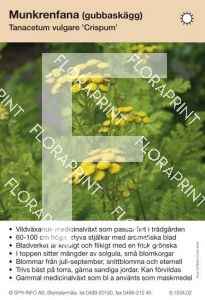 Tanacetum vulgare Crispum