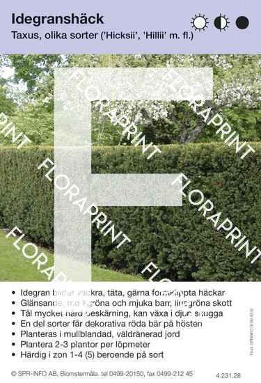 Taxus allmän (sorter:)