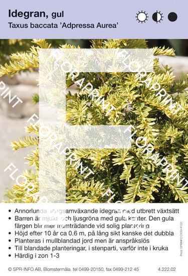Taxus baccata Adpressa Aurea